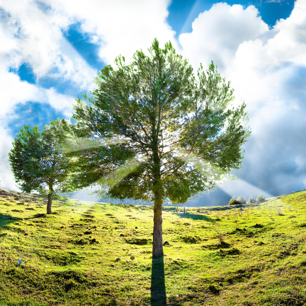 L'albero Della Vita - Flores Gioielli